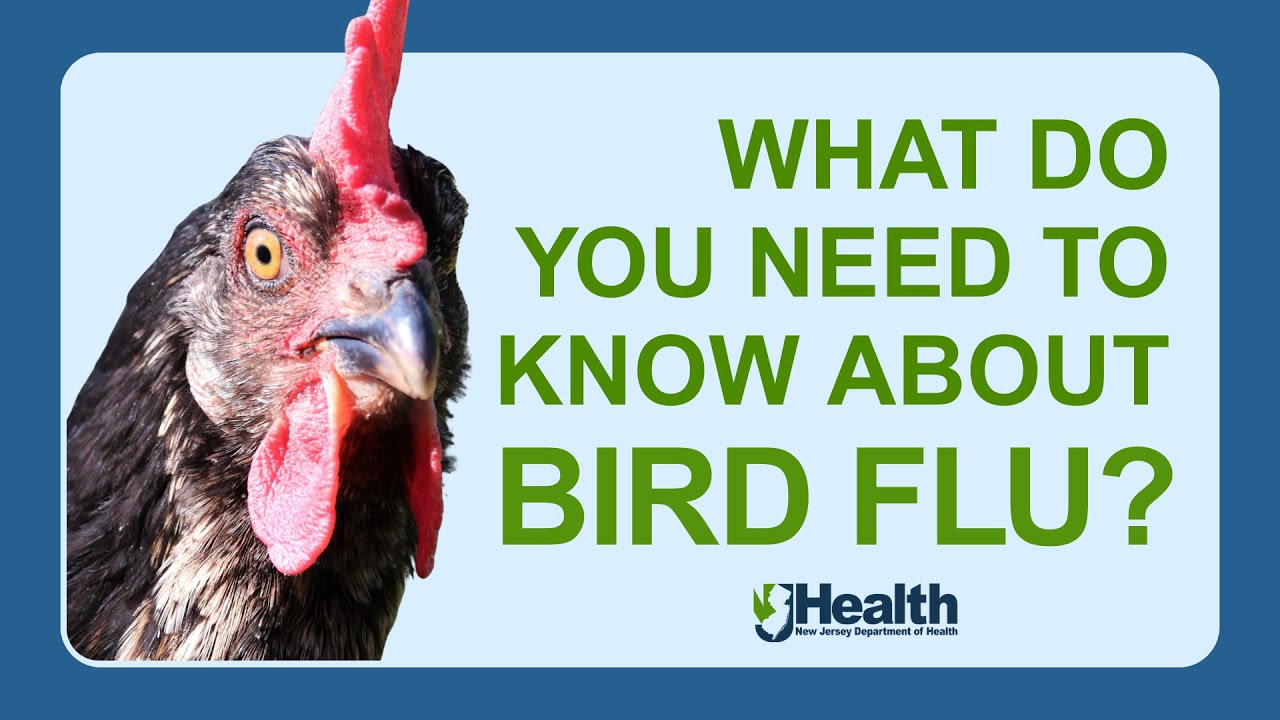 Bird Flu: What do you need to know?