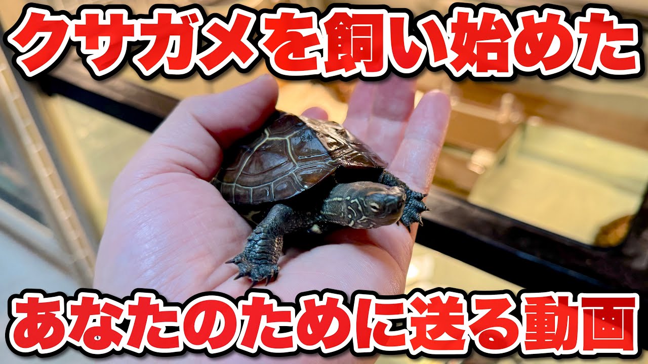 【クサガメ】クサガメを1匹おゆずりしたので、改めて飼育環境を動画にしてみた【亀飼育】