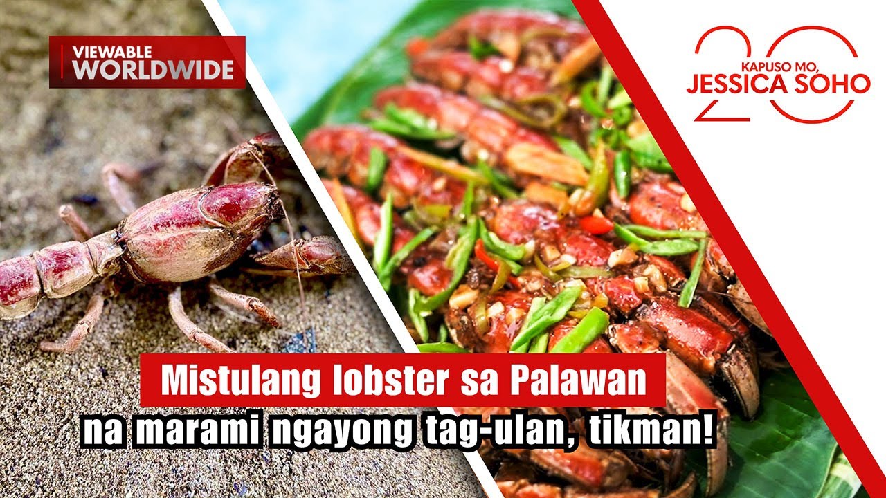 Mistulang lobster sa Palawan na marami ngayong tag-ulan, tikman! | Kapuso Mo, Jessica Soho