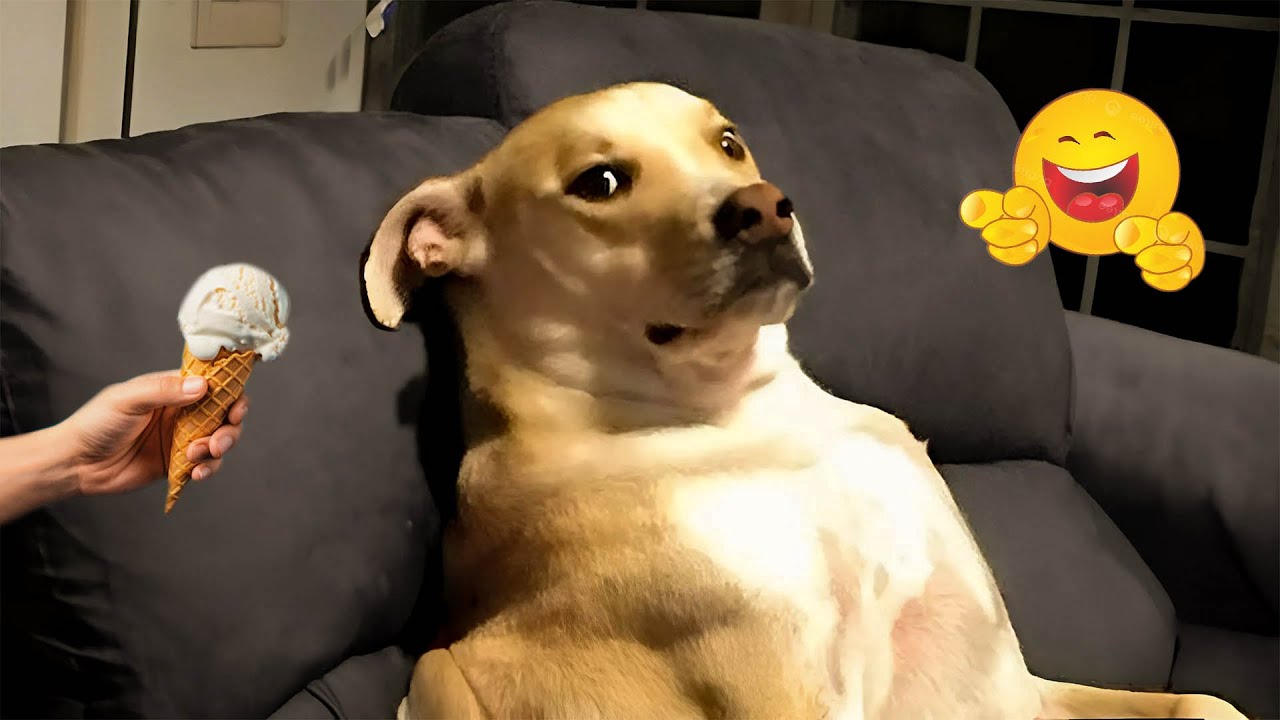 Best Of The Funny Animal Video 😹🐶 Funniest Cat &Dog Moments Ever Recorded 🐾