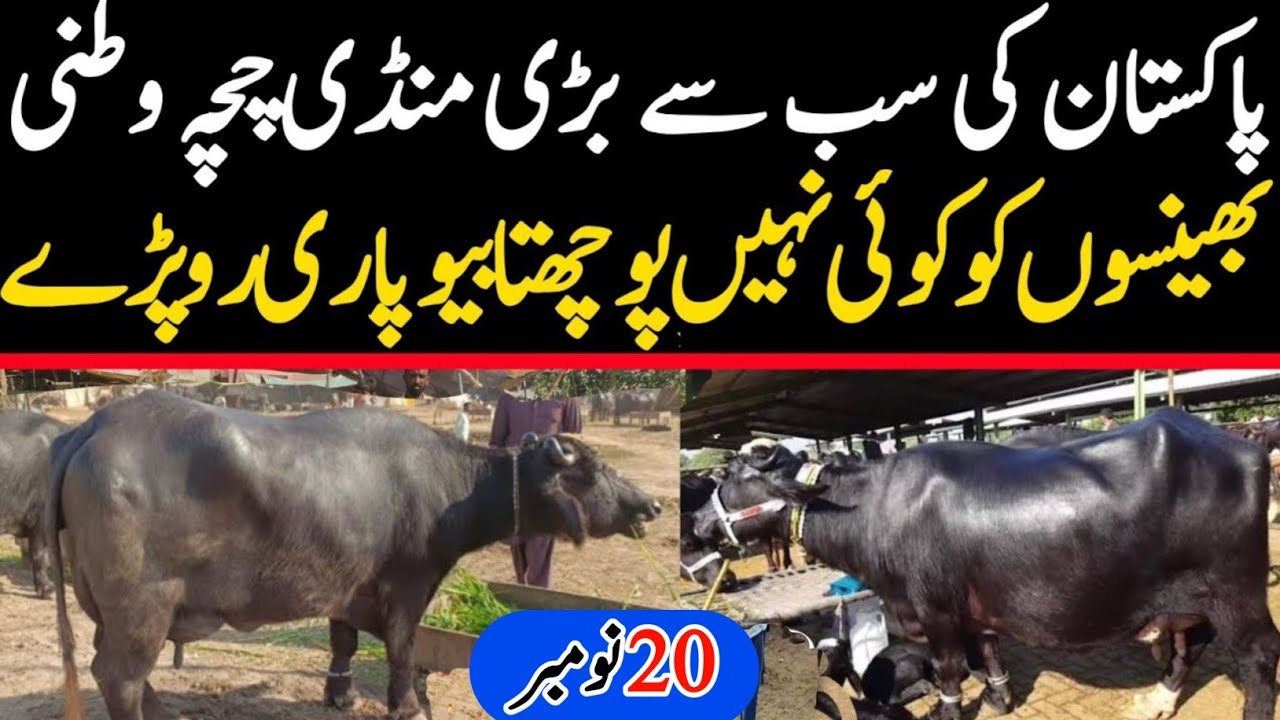 Chichawatni Mandi 2025 | Heavy Buffaloes For Sale | Malumor Janwar Mandi