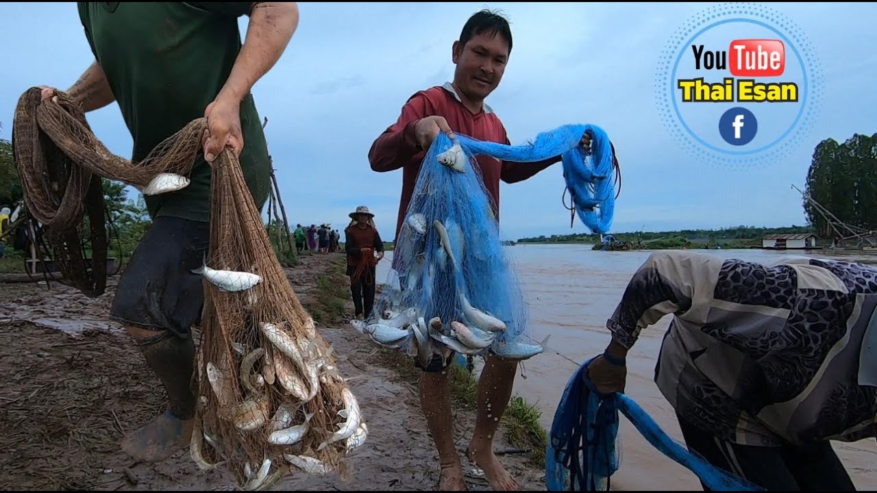 ปลาเต็มเภา เข้าจังๆ ทุกช็อต หว่านแหท่านี้ไม่มีคำว่าผิดหวัง #คลิปหว่านแห #คนหว่านแห #ปลาน้ำแดง
