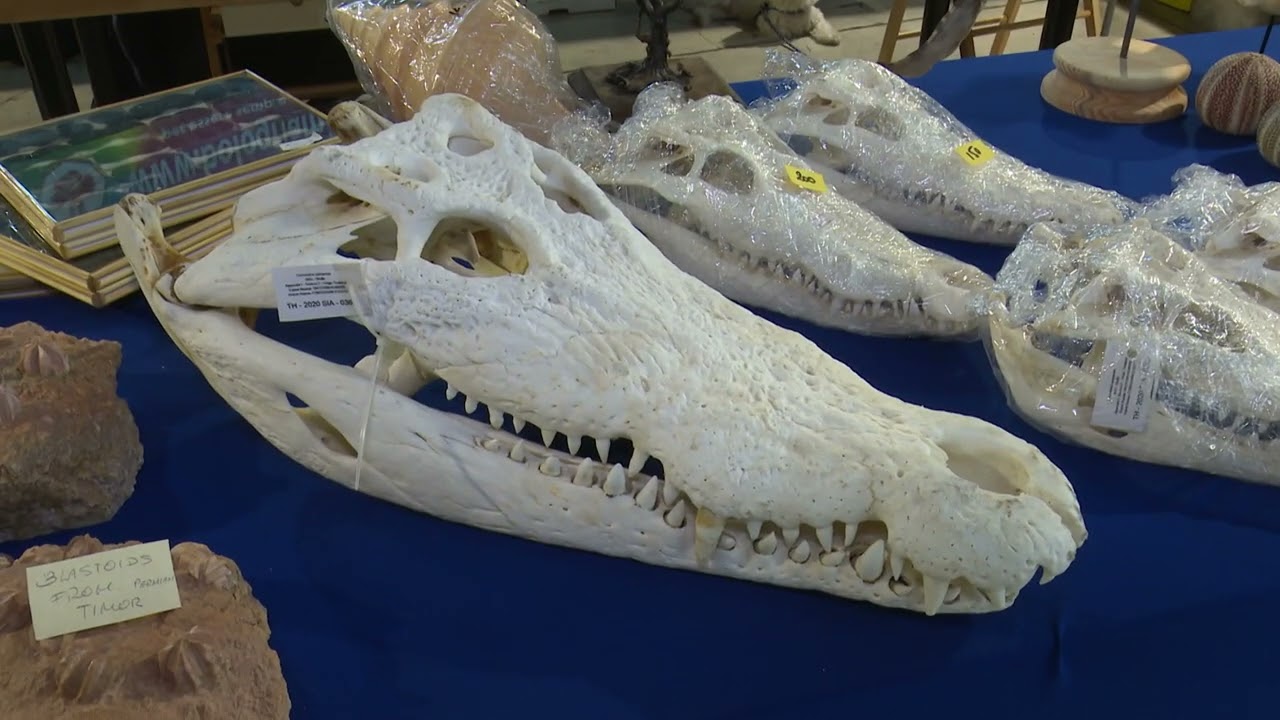 Bologna Mineral Show spot 2022