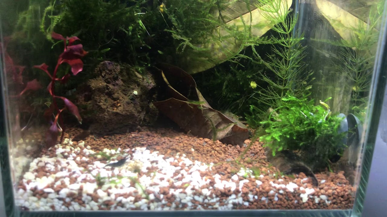 Mikro krewetkarium bez filtra i grzałki ruszyło.
