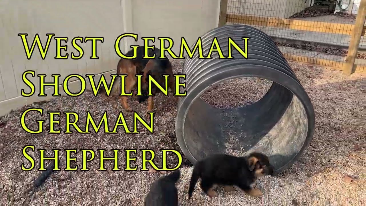The Extraordinary Temperament of the West German Showline GSD