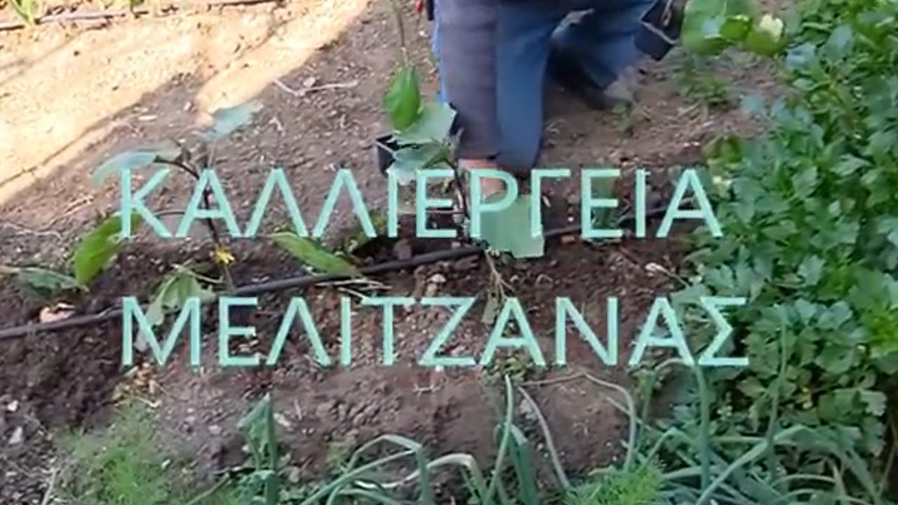 Καλλιέργεια  μελιτζάνας