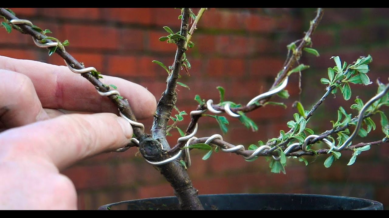 Improving Cotoneaster bonsai's structures