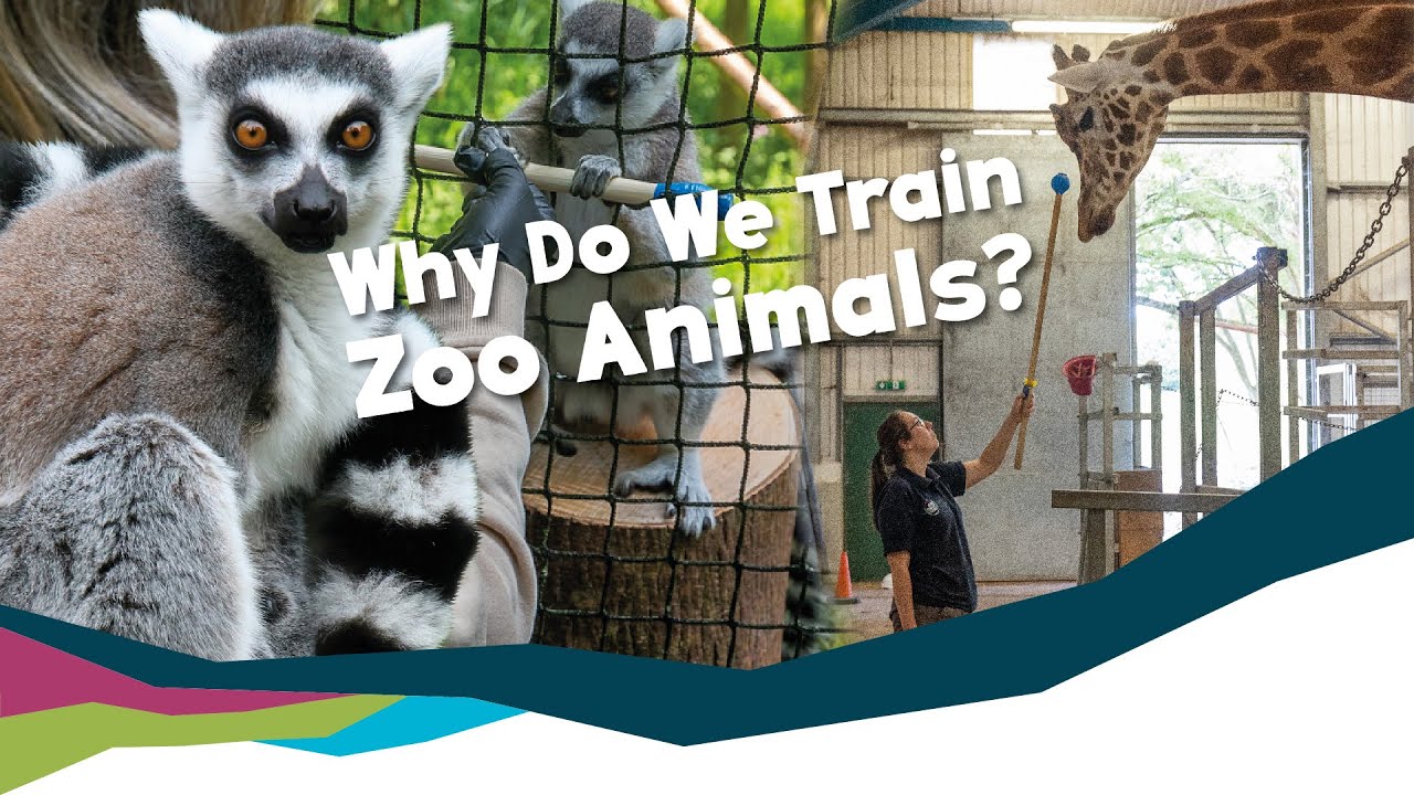 Why Are We Training Zoo Animals?