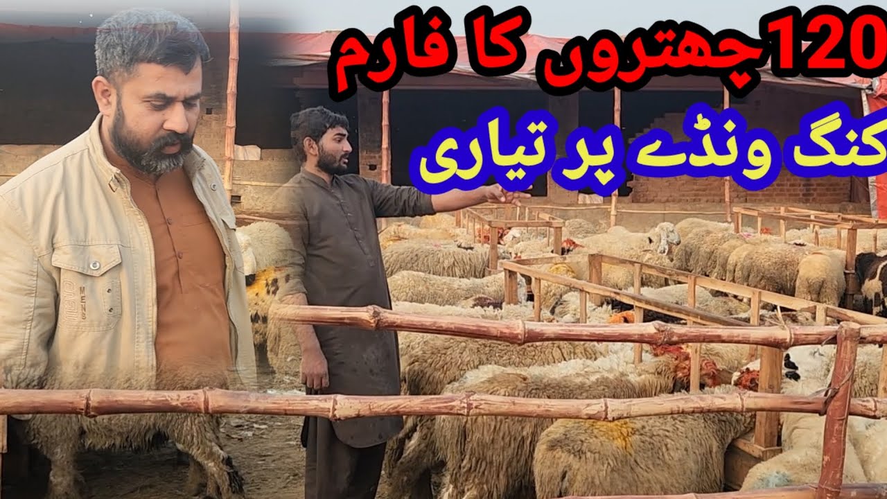 120 چھتروں کا فارم اور کنگ ونڈے پر تیاری ماہانہ خرچہ کتنا اور مکمل تفصیلات جانتے ہیں ویڈیو میں