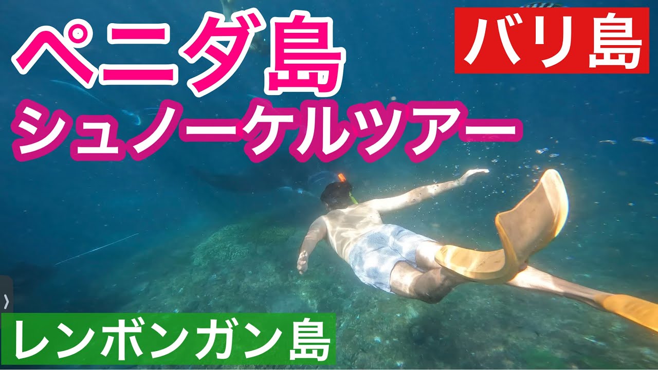 🇮🇩バリ島旅|ペニダ島•３スポットシュノーケルツアー（レンボンガン島発）|レンボンガン島散策|インドネシア