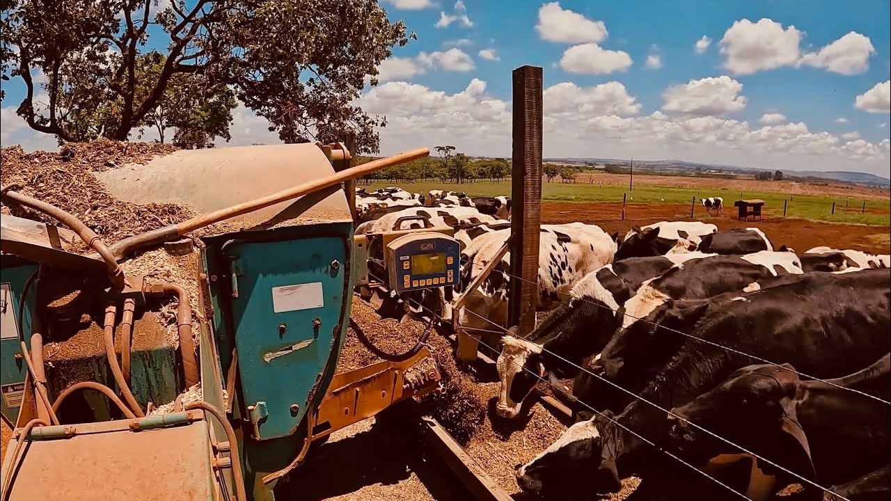 SILAGEM DE SORGO PARA RECRIA, VALEU A PENA?