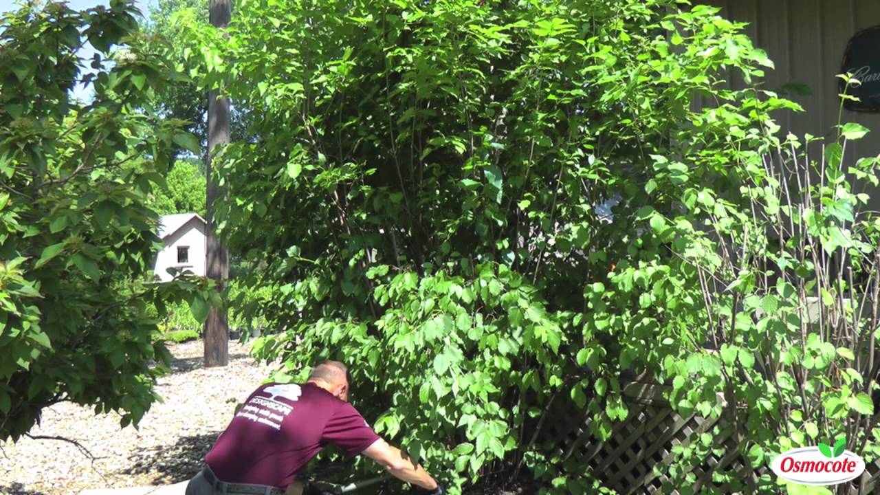 Garden Tutorial: Renewal Pruning
