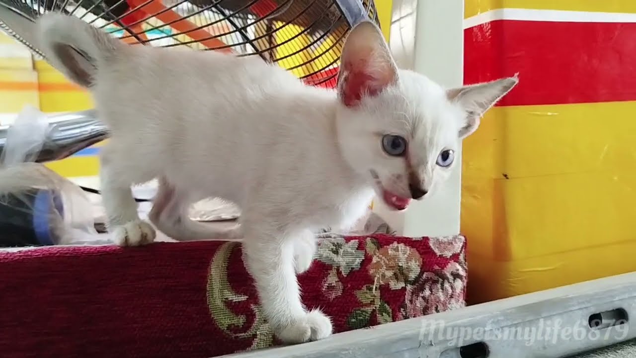 A Kitten Happily Playing On Its Own