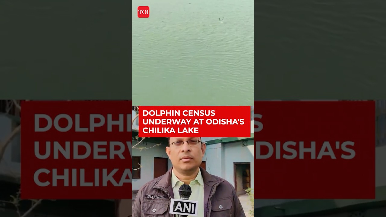 Odisha: Dolphin Census Begins In Chilika Lake After Sightings Across Lagoon