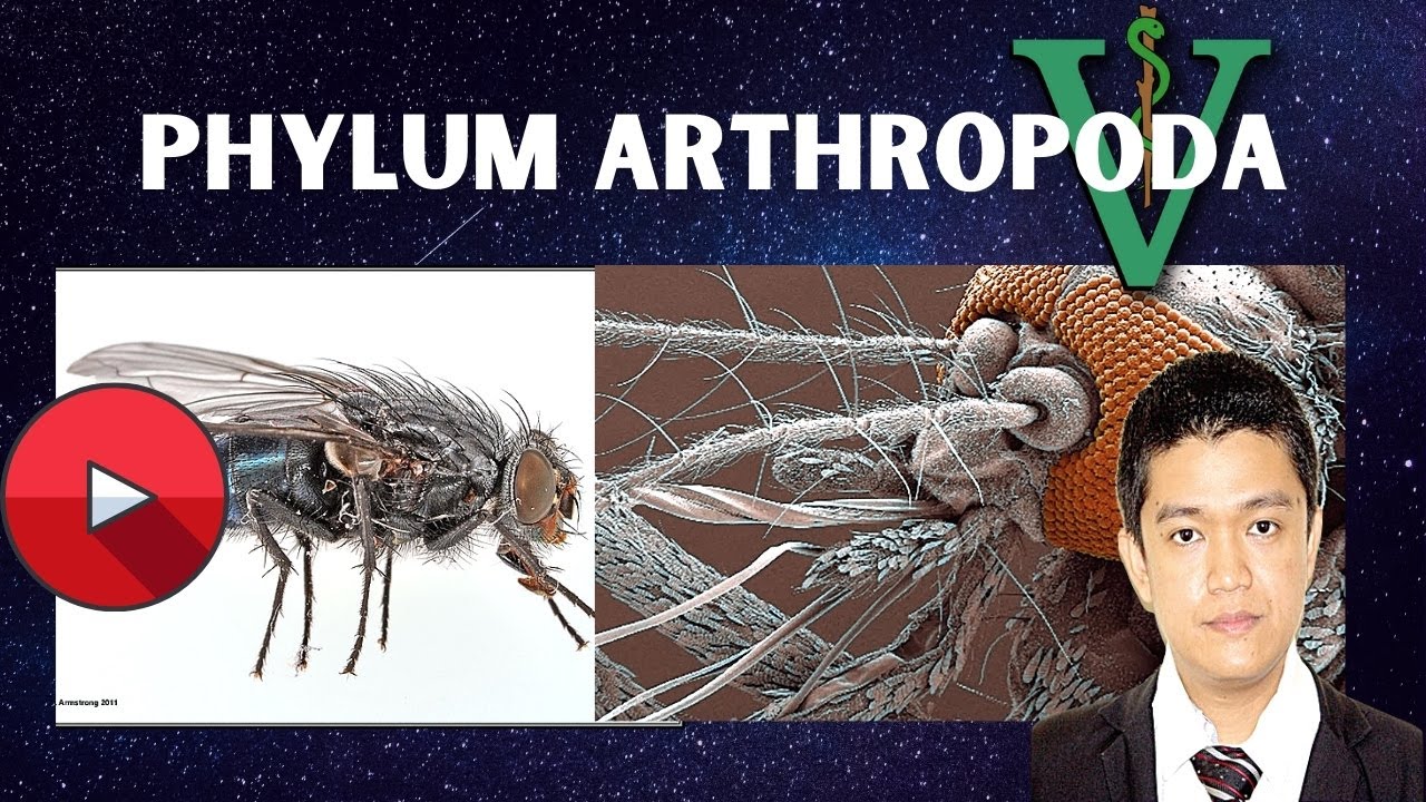 VET PARA 1 | Phylum Arthropoda (Part 1) | Chapter 3