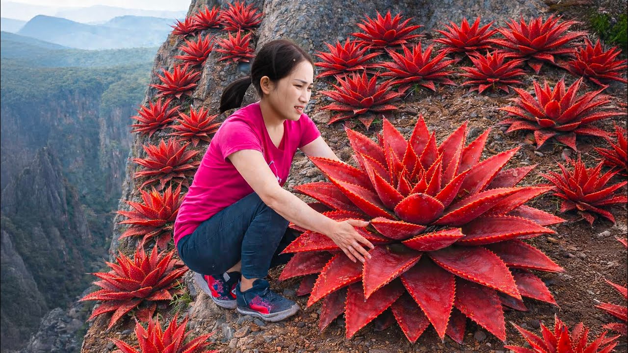 Harvesting Devil's flower on the treacherous cliff to Sell | Customers jostled each other to buy.