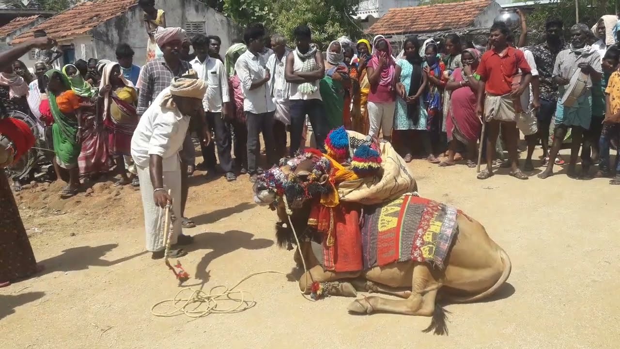 voh2 గంగిరెద్దులు ఆడిపీయటం నేర్చుకోండి #comedyfilms #love #cow #OX 
