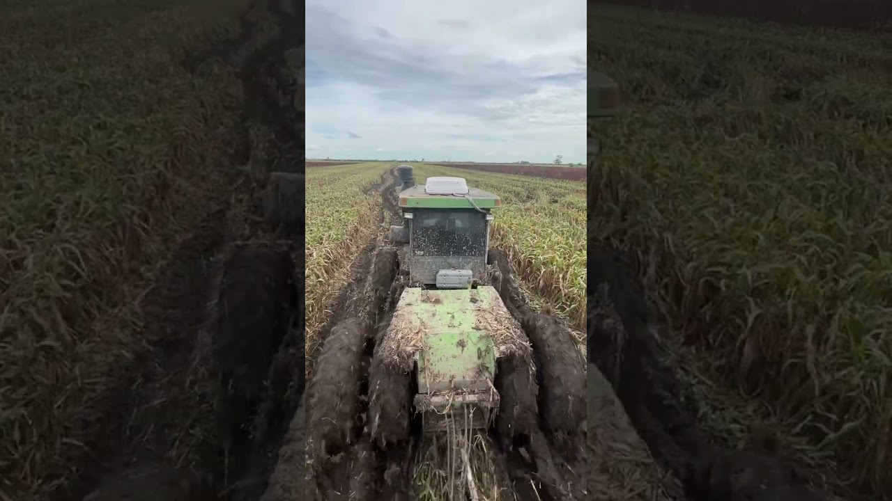 AN 8-WHEELED TRACTOR IS MOVING THROUGH A MUDDY CORN FIELD