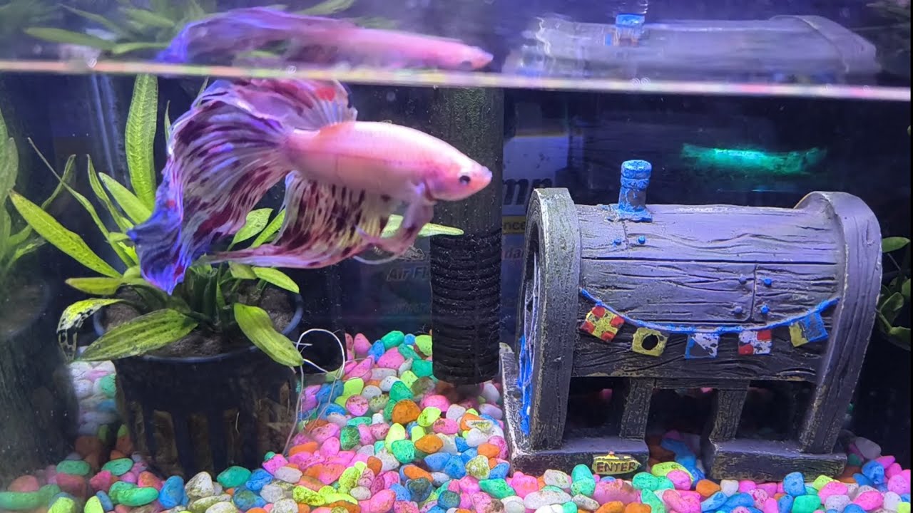 Beautiful Betta fish in his 