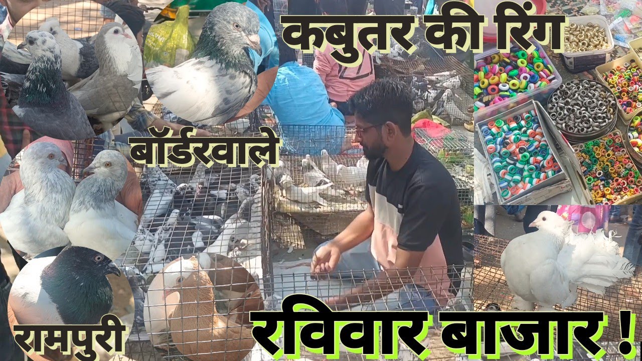 Kabutar mandi ahmedabad | Ahmedabad ka Kabootar Bazaar | Sunday Pigeons Market
