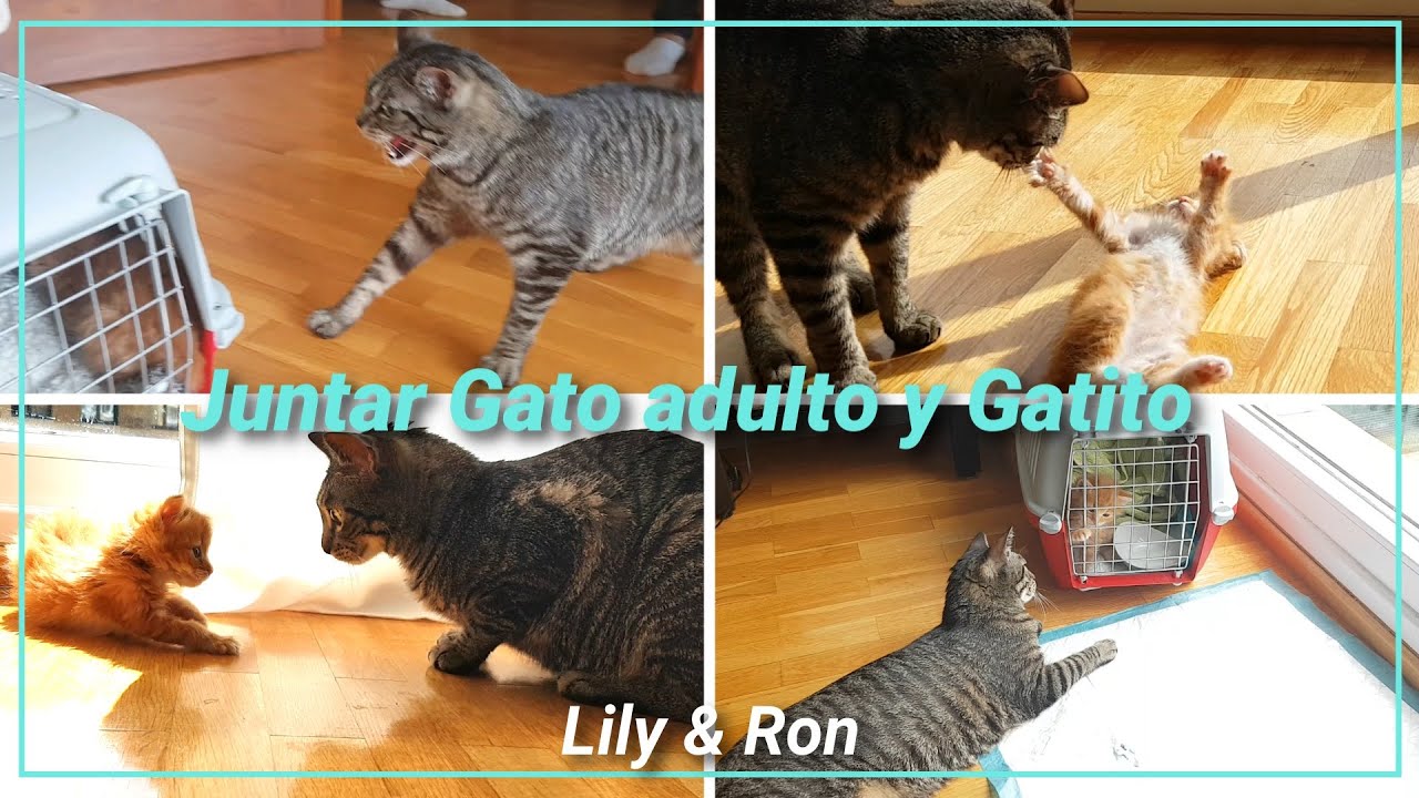 Como juntar GATO ADULTO y GATITO