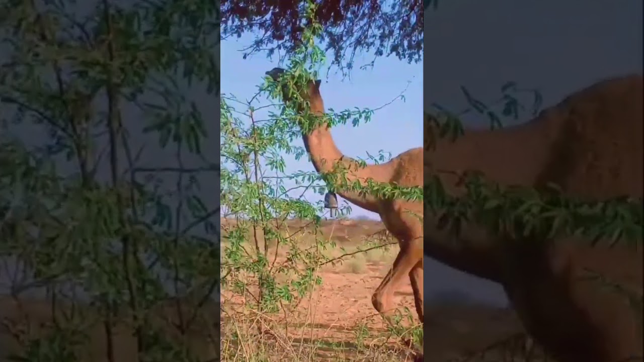 camel mother with calf ,🐪👌 #shortyoutube #shortvideo #youtubeshorts #virulshorts #camelbaby #thar