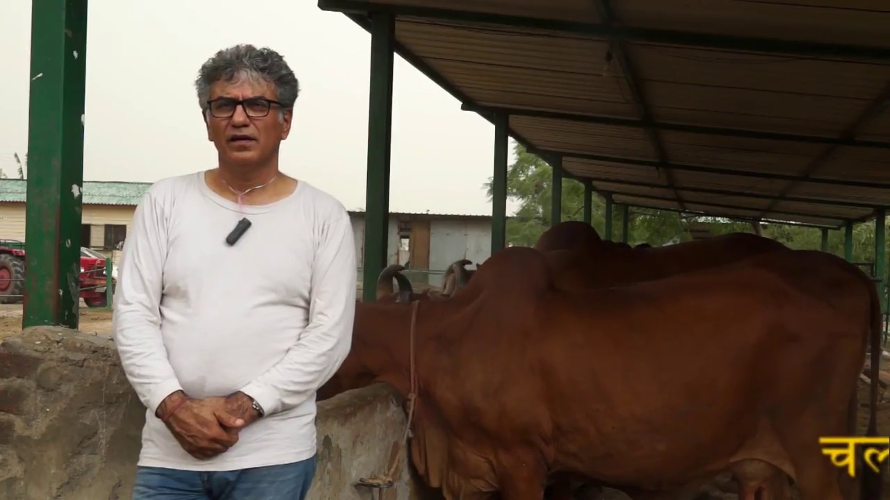 देसी गायों ने बनाया Celebrity - 4000 रुपए KG देसी गाय का घी बेच रहे है -  दूर दूर से आते है मिलने