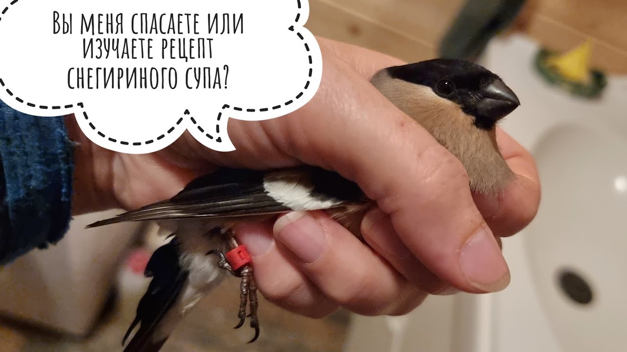 Птица врезалась в стекло, как спасти? Первая помощь. Контуженный снегирь