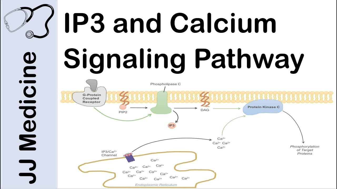 Inositol Triphosphate (IP3) and Calcium Signaling Pathway | Second Messenger System