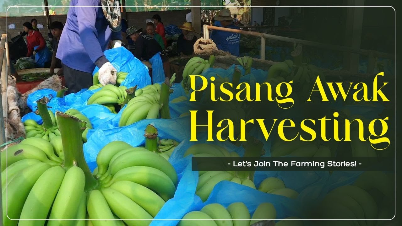 How Farmers Harvest Pisang Awak | How Thai Bananas Become Iconic Street Food | Farming Stories