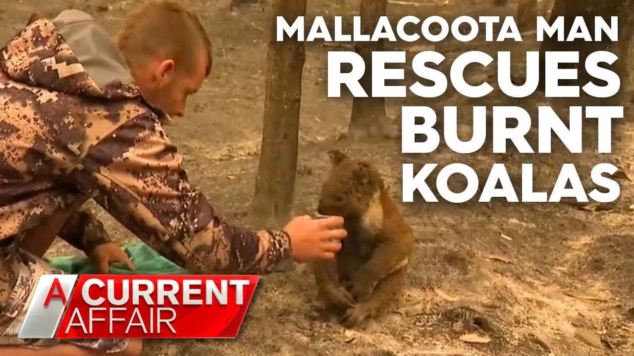 Local hero rescues koalas from fire devastation | A Current Affair