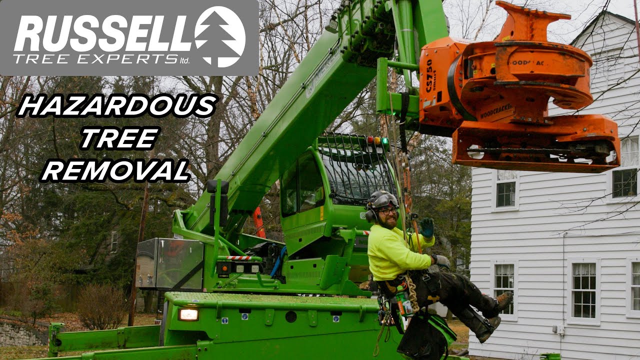 3 Phase Primary Tree Removal with Merlo Roto 50.35 S Plus