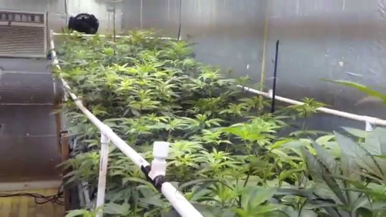 Pinkman Goo - 5000w, 7 strain genetics run, ep1-4, NO Co2, T5 veg