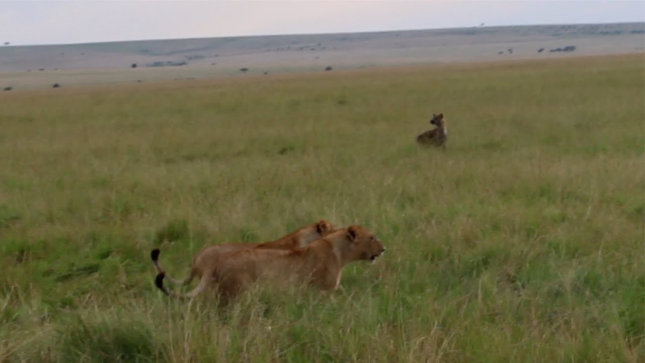 Lion pride stands its ground against a very hungry hyena clan