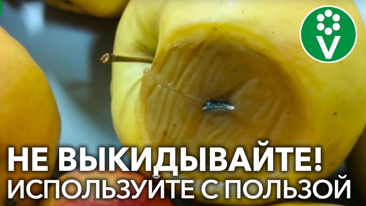Какую ПОЛЬЗУ могут принести испорченные яблоки и закатки?