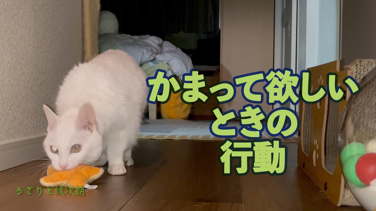 真逆！？ネコの性格がわかる個々の”かまって”表現　ろざりと紋次朗の日常#50
