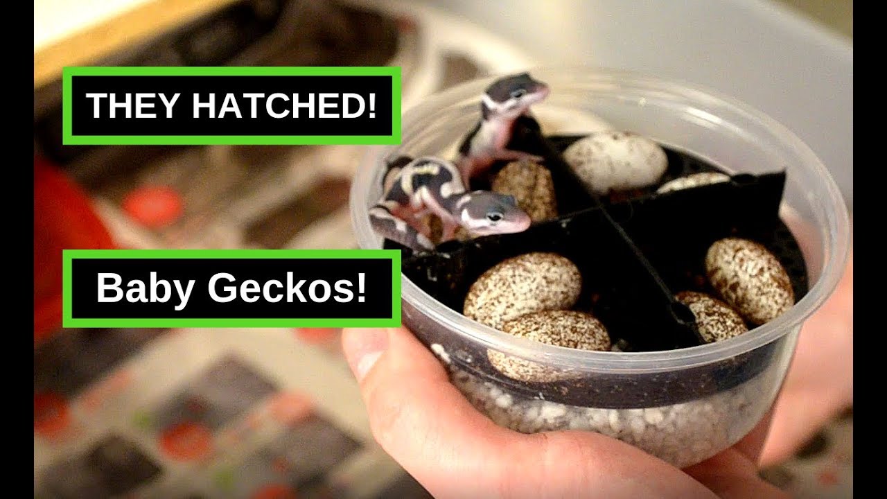 Baby Leopard Geckos | First Hatchlings This Breeding Season