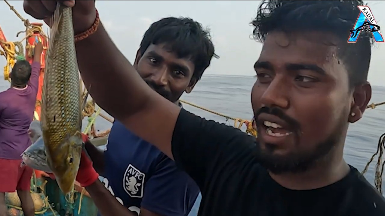 Celebrating The Fresh Catch Golden Mahseer Fish | Traditional Fishing at Sea | Latest Video #KadalTV