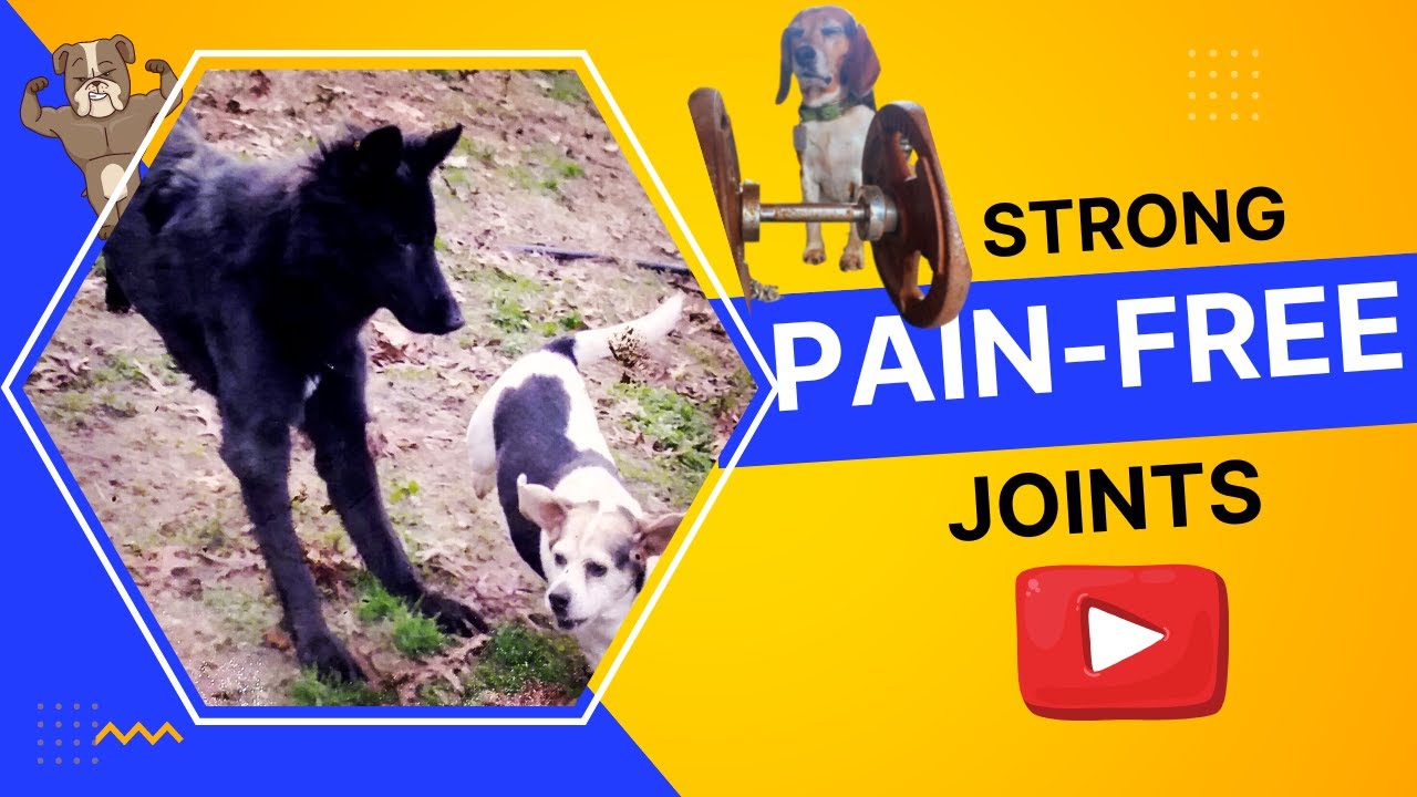 4 Best Natural Dog Joint Supplements for Senior Dogs