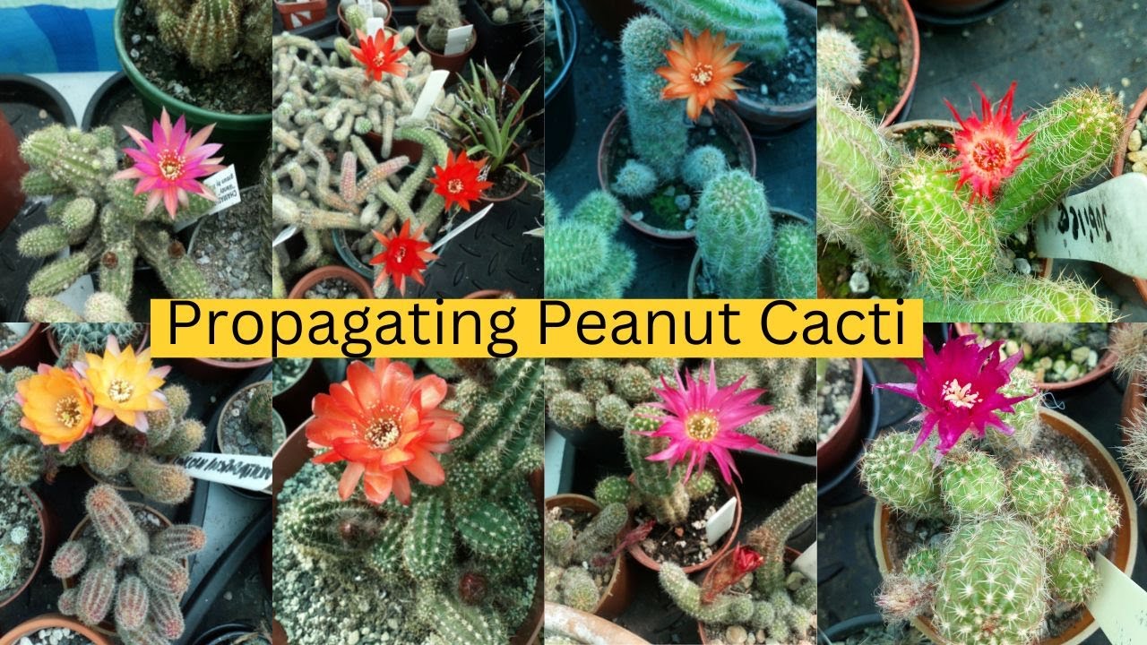 How To Propagate the Peanut Cactus - Echinopsis Chamaecereus & Chamaelobivia  #cacti #cactus
