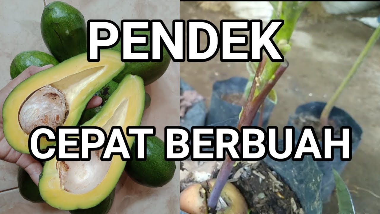 Cara membuat bibit alpokat cepat berbuah||Avocado grafting