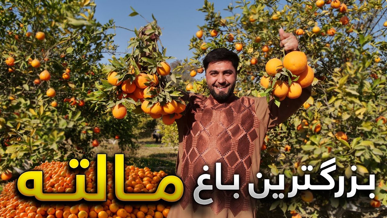 گزارش ویژه از بزرگترین باغ مالته در ولایت ننگرهار