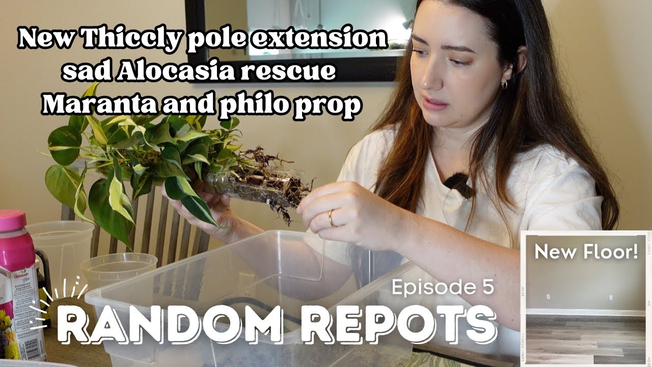 Let's do some Random Repots! New Floor, Moss pole extension, alocasia in Pon, adding propagations!