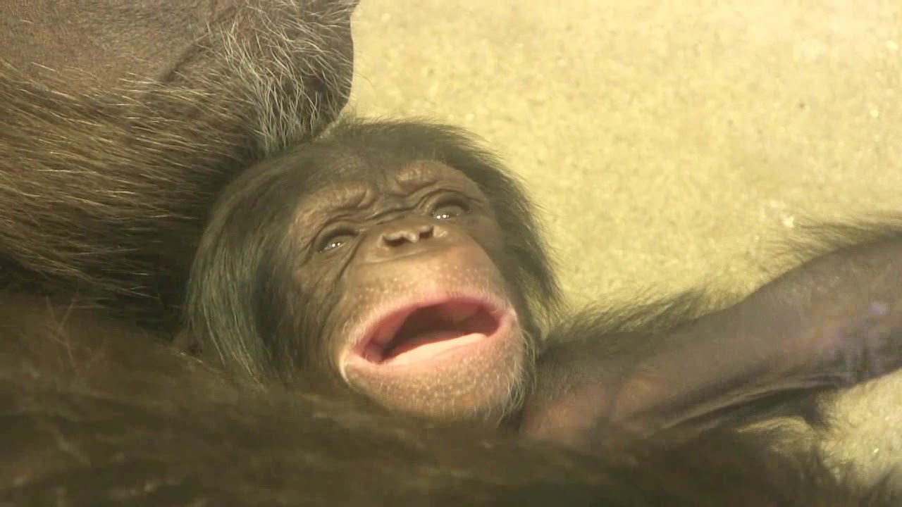 東山チンパンジー 双子の赤ちゃん⑦ Chimpanzee twin baby