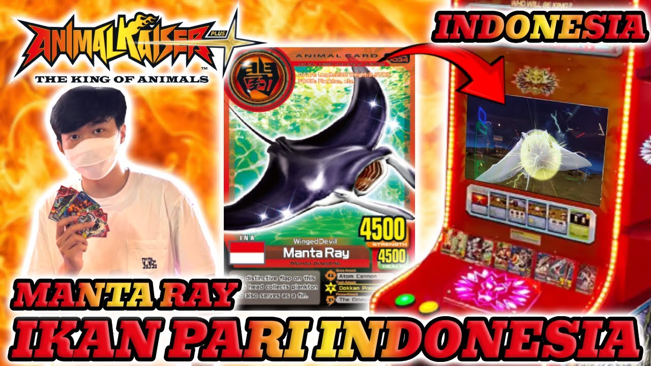 INDOPRIDE KITA COBA IKAN PARI 🇮🇩 DI ANIMAL KAISER PLUS MANTA RAY !!! - AK PLUS INDONESIA #6