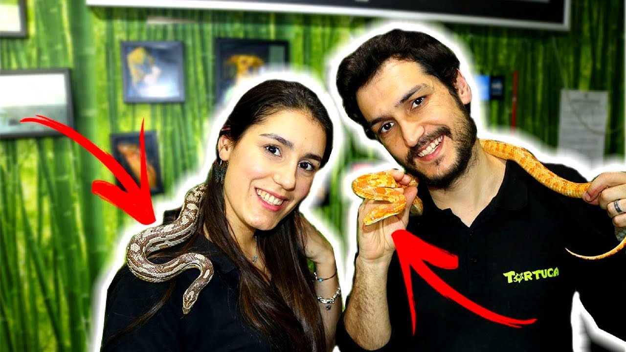 COMO MANTER UMA COBRA DO MILHO !