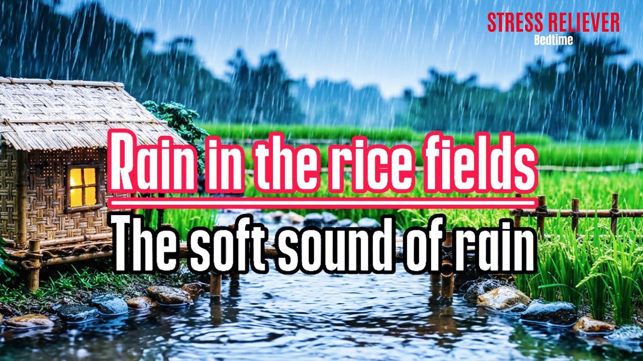 Let's sleep soundly | Heavy rain poured down on the small hut in the green rice fields. 