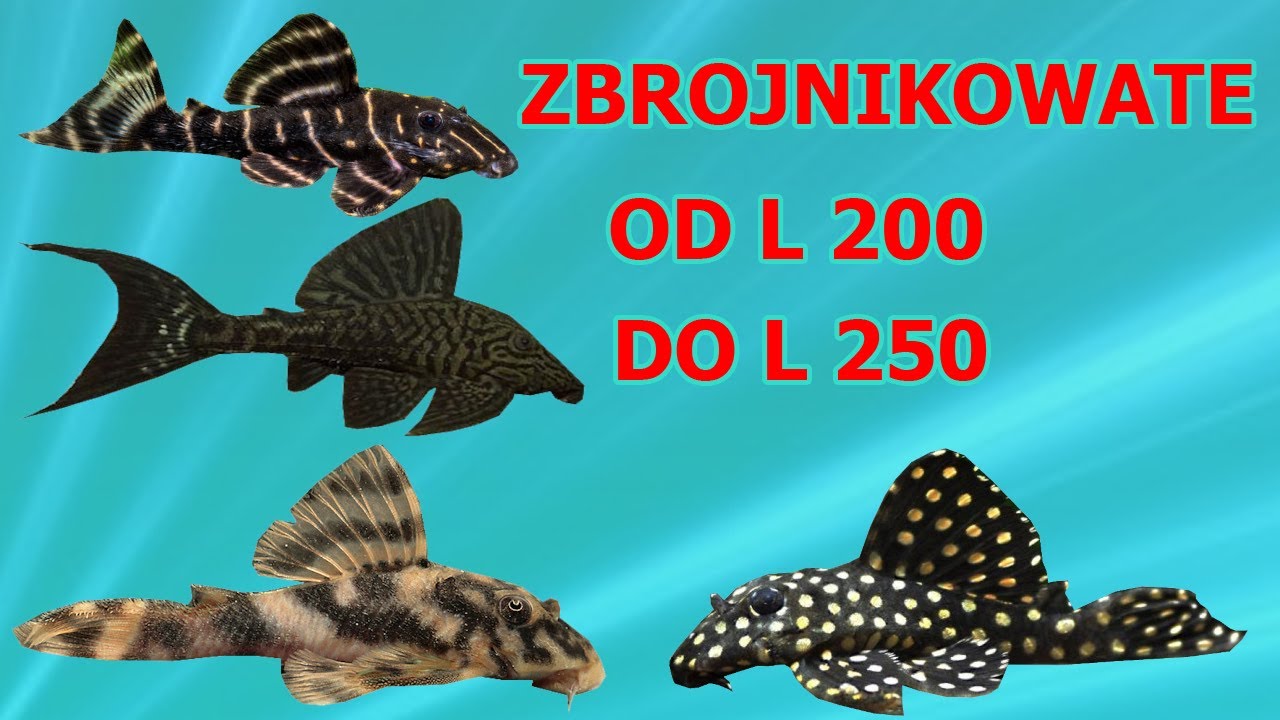 Zbrojnikowate od L200 do L250. Przegląd gatunków