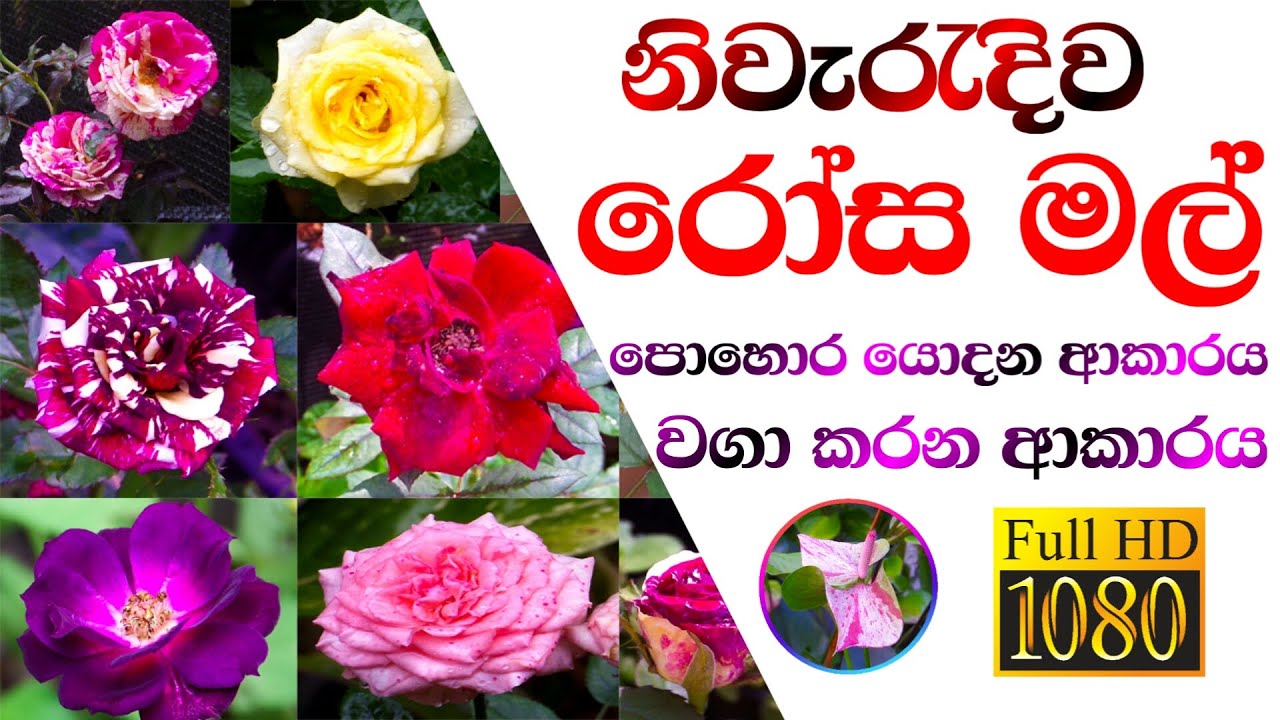 නිවැරදිව රෝස මල් වගාව සහ රෝස පොහොර  - How to Grow Rose Plant and fertilizer sinhala