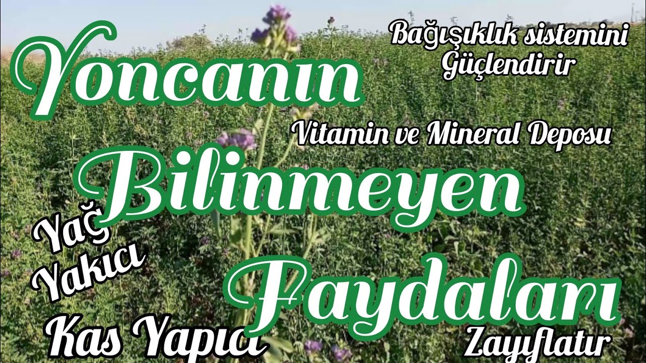 Yoncanın İnsan Sağlığına Faydaları